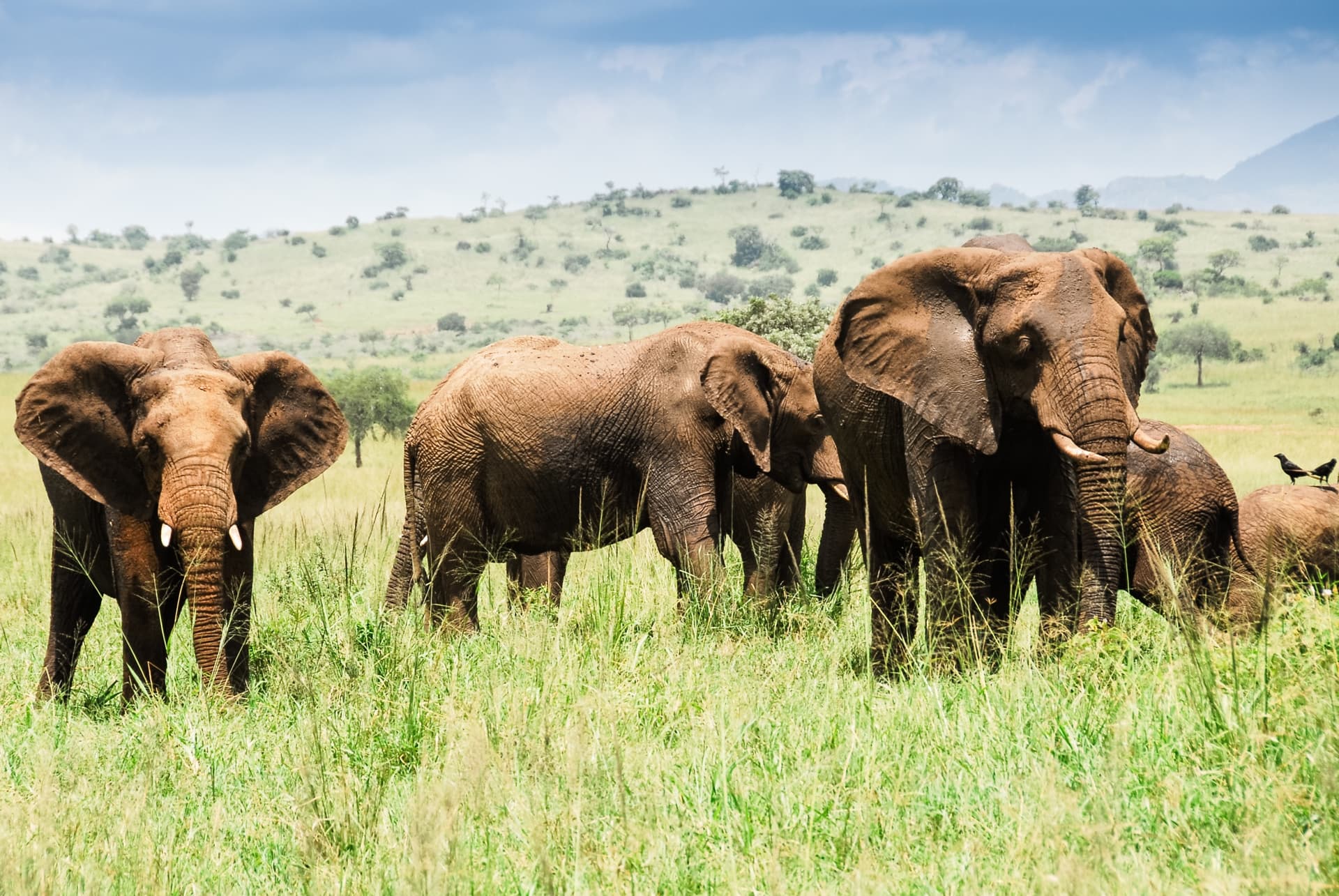 Parchi e riserve naturali dove osservare gli elefanti in Uganda