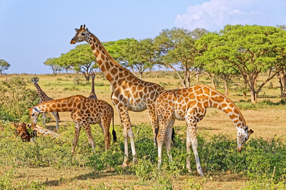 I più begli safari dell'Ouganda