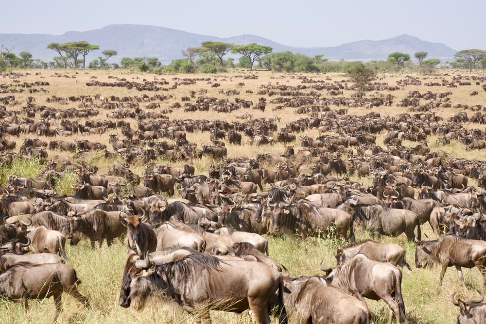 Parco Nazionale del Serengeti