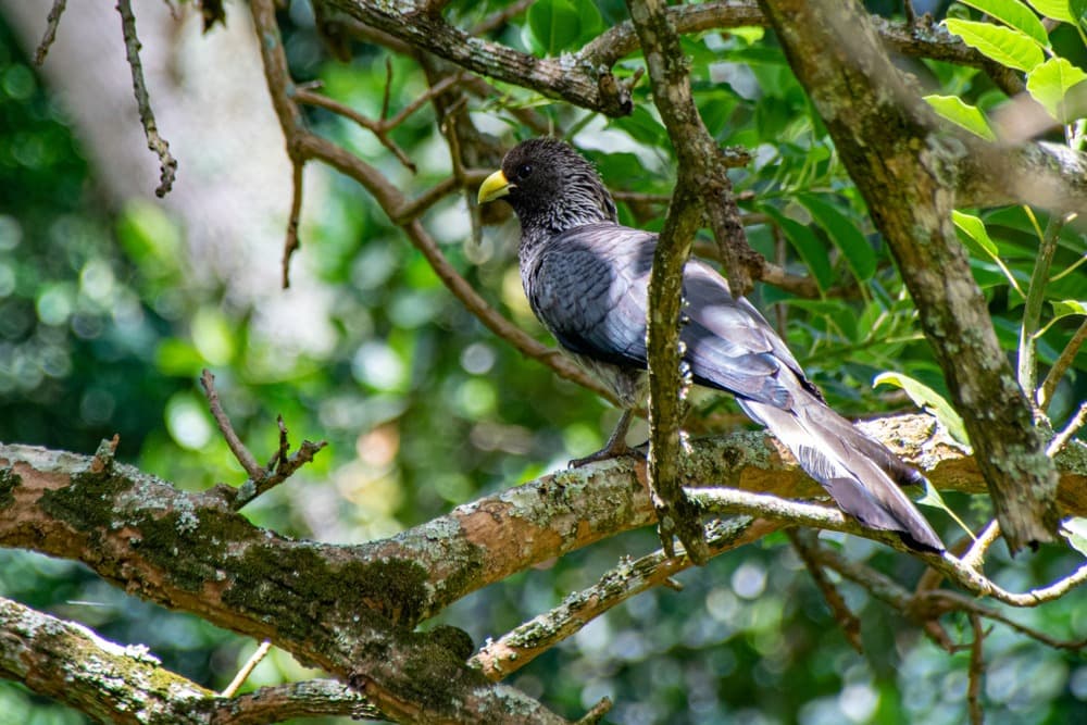 Dove osservare gli uccelli in Ouganda?