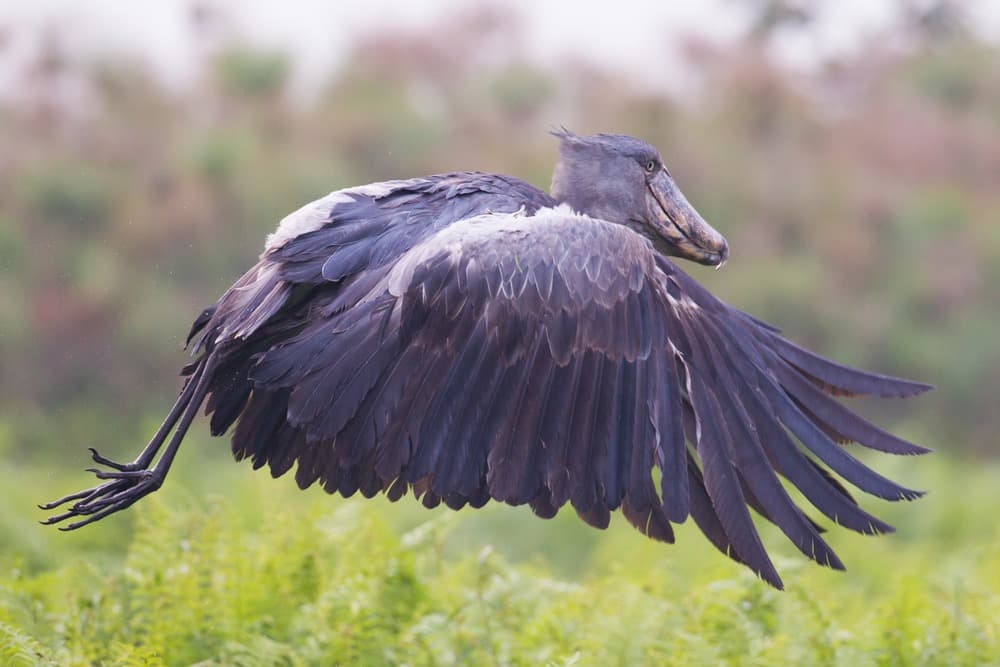 Observation des oiseaux à Entebbe